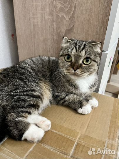 Отдам в хорошие руки кошечку