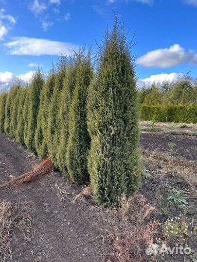 Можжевельник крупномер из питомника с посадкой