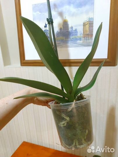 Сара Бланш орхидея Фаленопсис Сортовая Цветущая