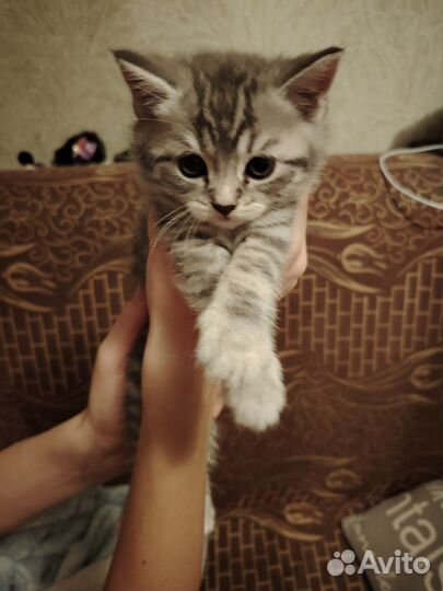 Шотландская вислоухая кошка