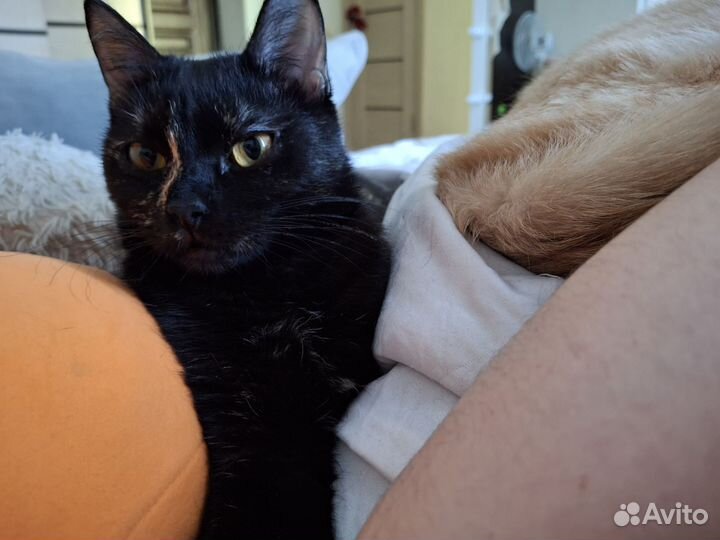 Кошка в добрые руки