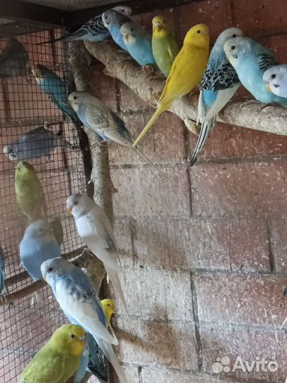 Попугаи разных пород