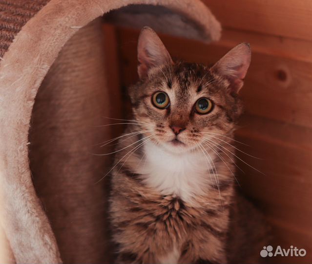 Котик Кеша, 5 мес