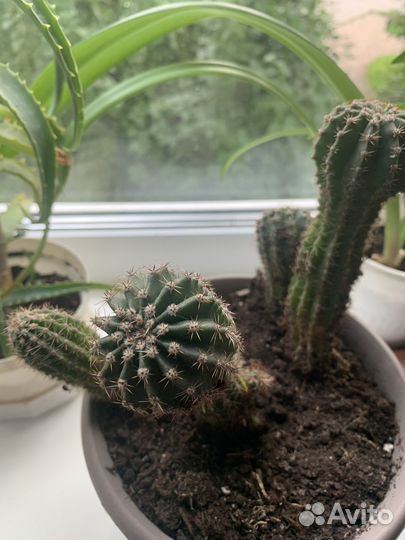 Цветы домашние в горшках