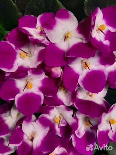 Цветущие фиалки