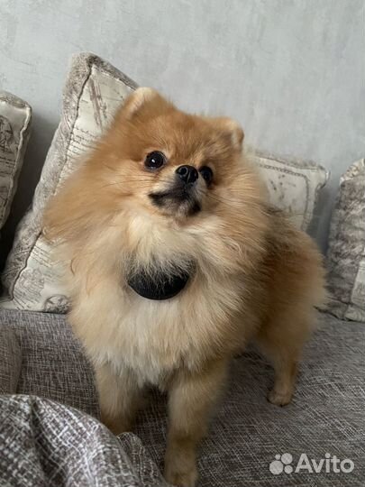 Померанский шпиц, ждем невесту