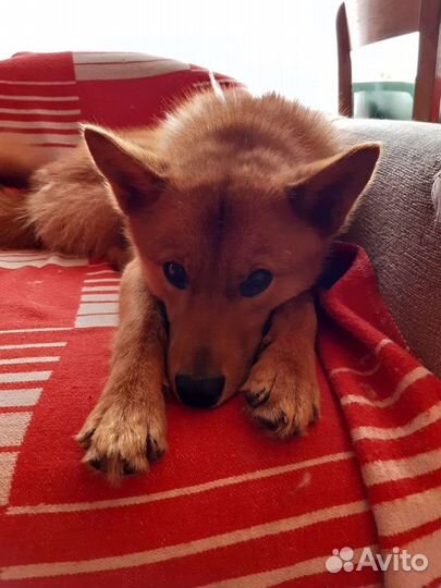 Вязка Финский шпиц (карело финская лайка)