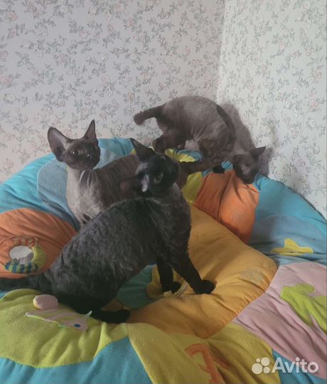Девон-рекс котики