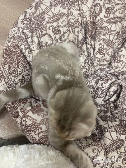 Шотландский вислоухий кот