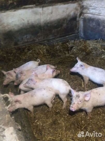 Поросенок ландрас