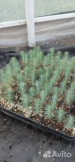 Сосна Станкевича (Судакская)