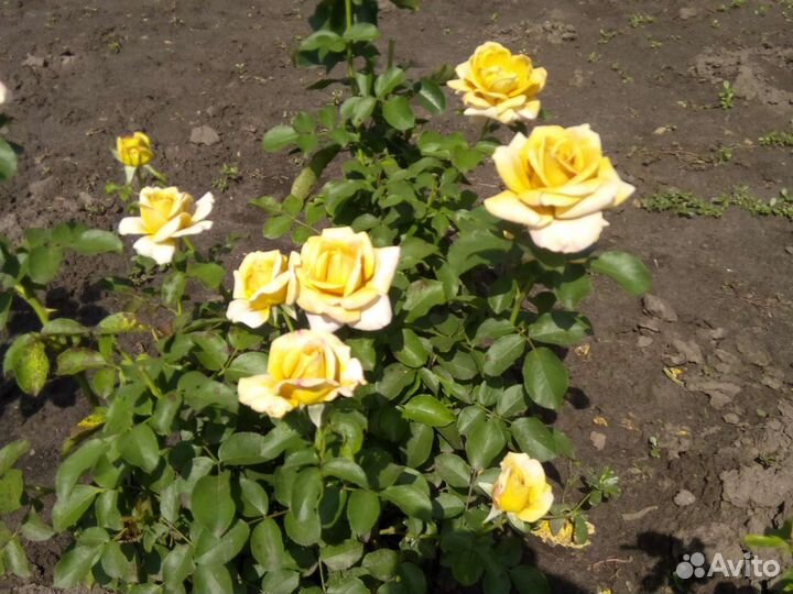 Кустовые розы саженцы