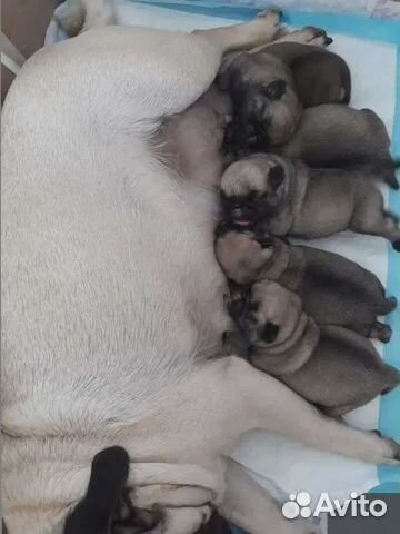 Щенки мопса
