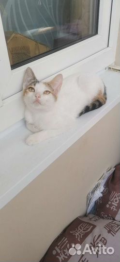 Кошка 4 месяца