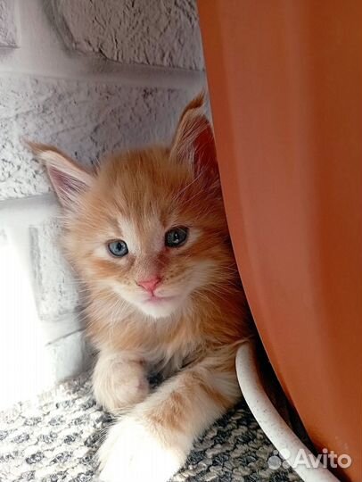 Котята Мейн-кун