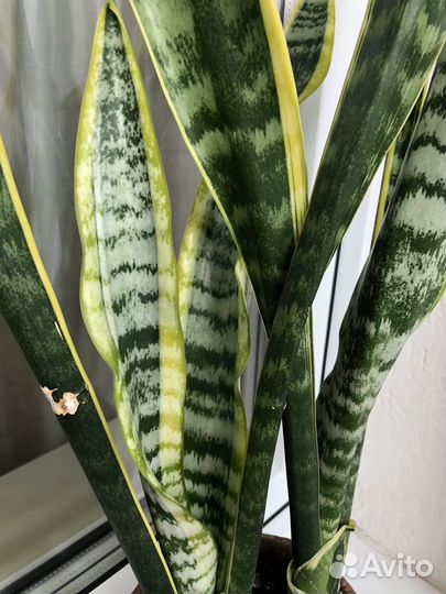 Сансевиерия Лауренти