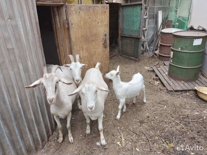 Продам 2х месячных козлят