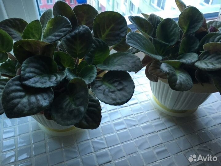 Продам цветы комнатные