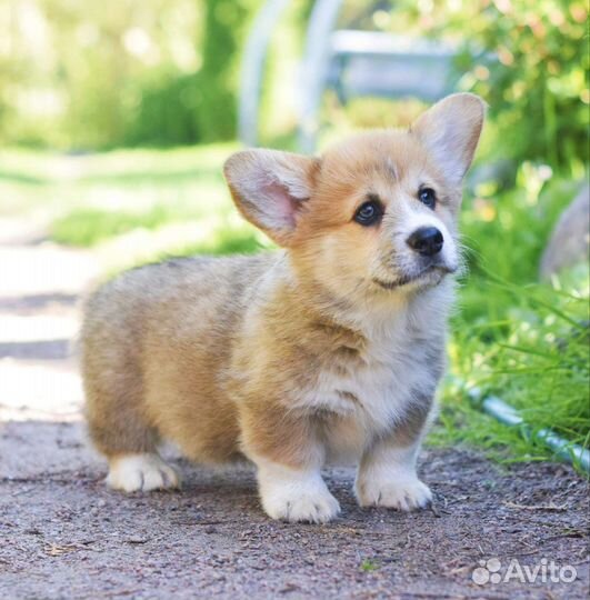 Щенки вельш-корги пемброк