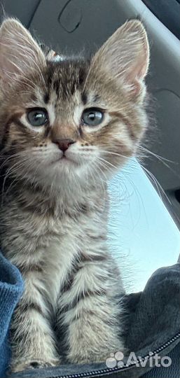 Котенок мейн-кун девочка