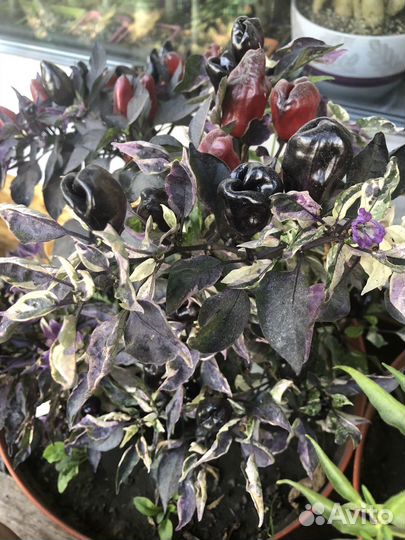 Семена острых перцев