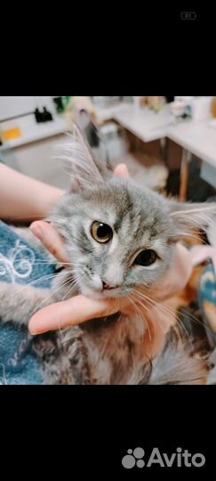 Кошка в дар бесплатно