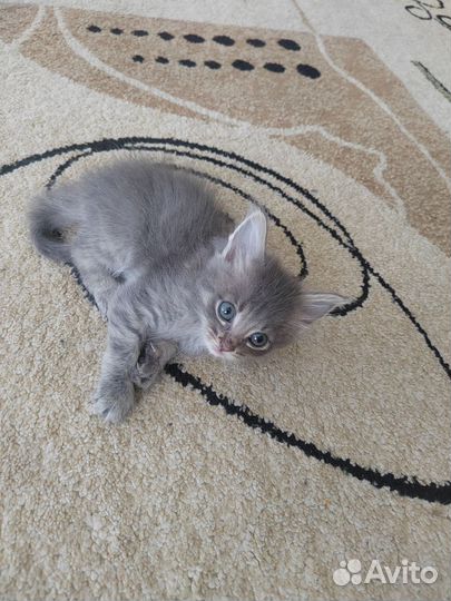 Котята в добрые руки бесплатно