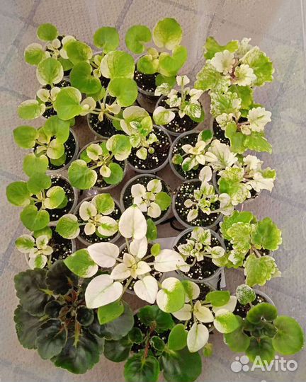 Детки и пасынки сортовых фиалок