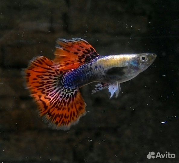 Гуппи, апистораммы, петушки, пецилии