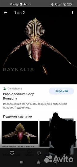 Орхидея Пафиопедилум