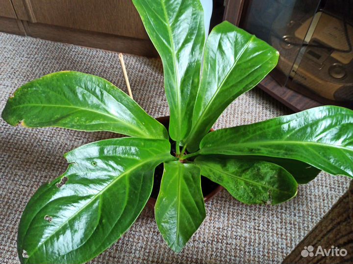 Anthurium Jemanii Hokeri