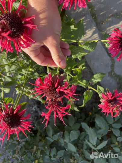 Манарда (бергамот)