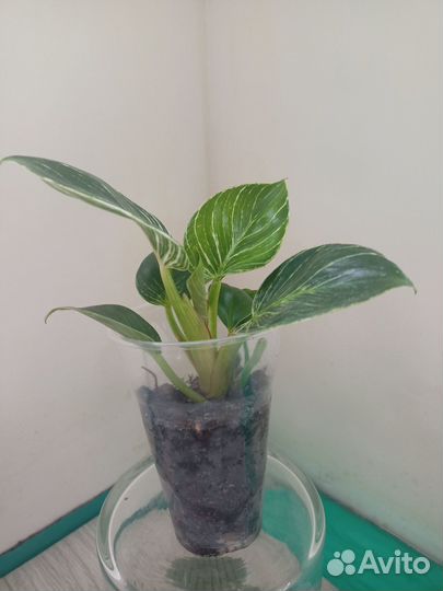 Комнатные растения