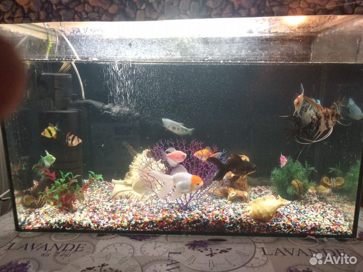 Аквариум с рыбками