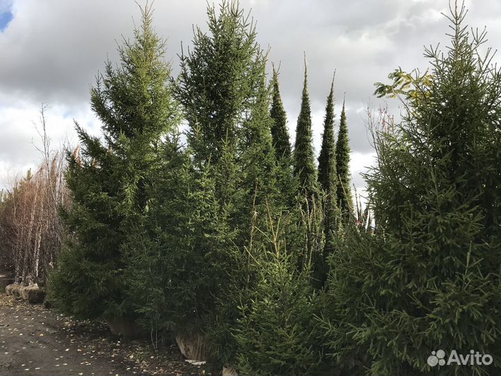 Крупномерные Ели из питомника