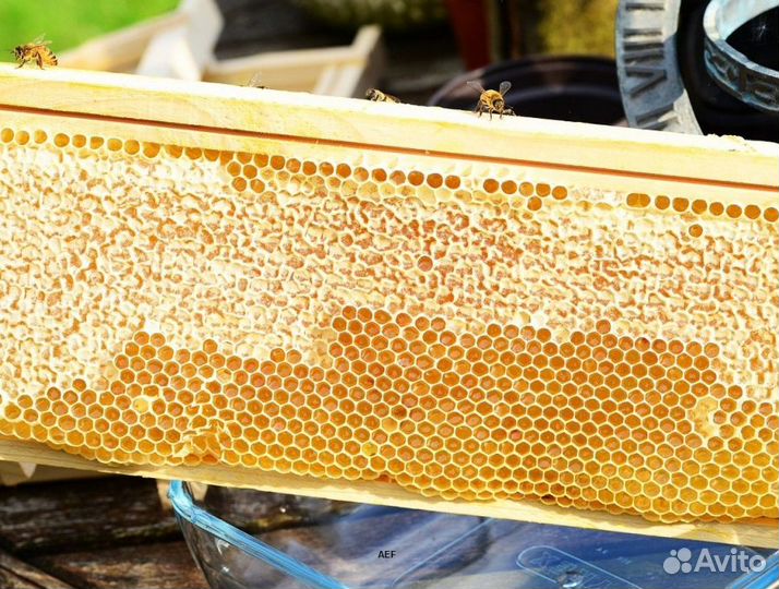 2024 Мед натуральный из Алтая оптом