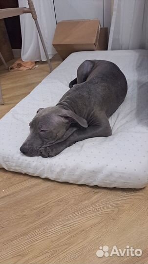 Питбультерьер