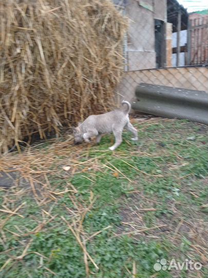 Западно сибирская лайка