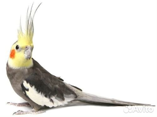 Попугаи от заводчика