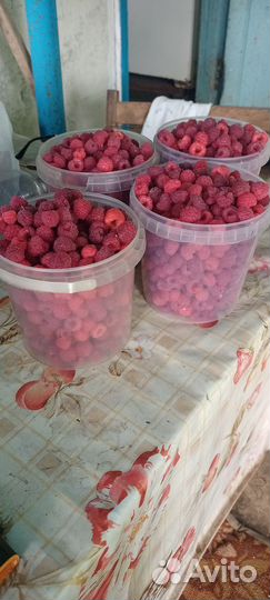 Продаётся Малина