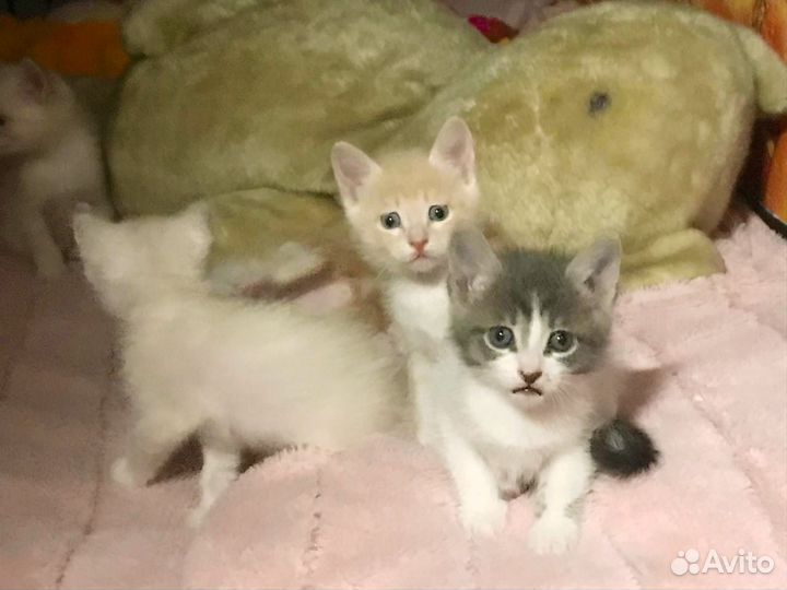 Домашние животные