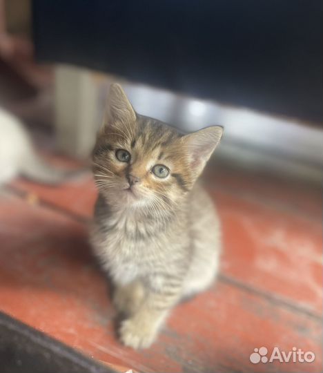 Котята в добрые руки бесплатно