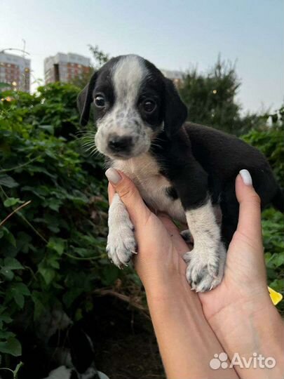 Щенки бесплатно