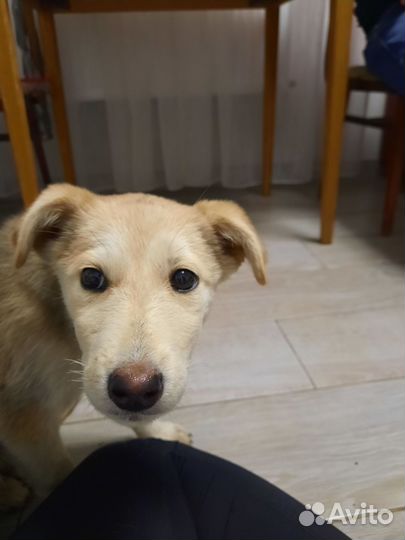 Собака в добрые руки щенок