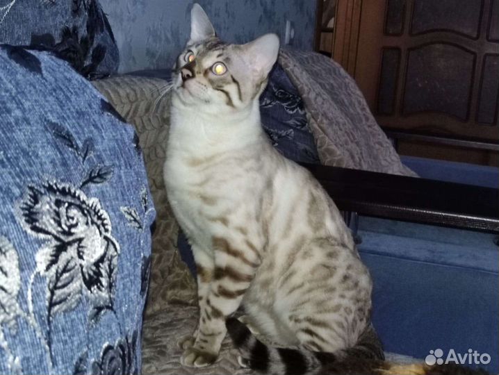 Вязка Бенгальский кот