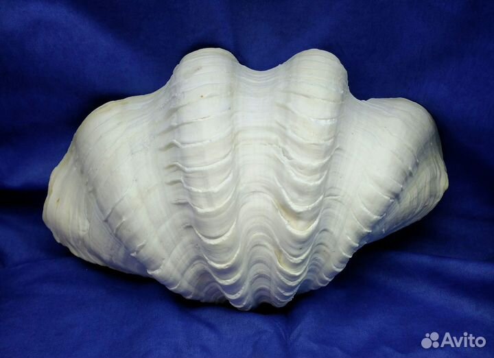 Морская ракушка раковина 34,8*20,3*10 половина