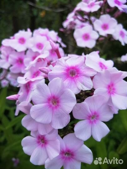 Цветы Флоксы Многолетние