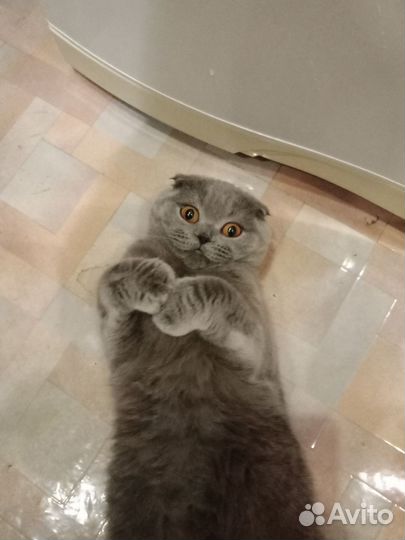 Шотландская