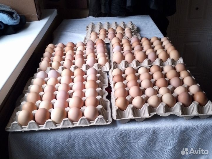 Домашние куриные яйца