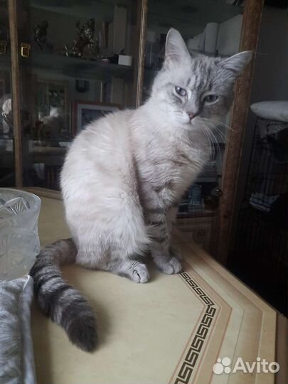 Котик голубоглазый шотландец